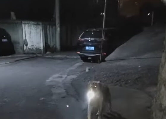 Dog waits every night for his owner with flashlight to protect her until they get home safely
