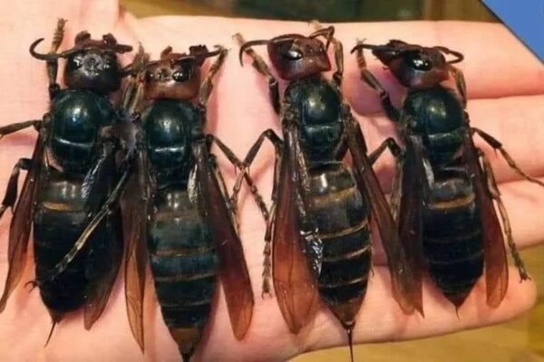 IMPORTANT ALERT! DEADLY DANGER! The most dangerous insect in the world has appeared. Check the comments