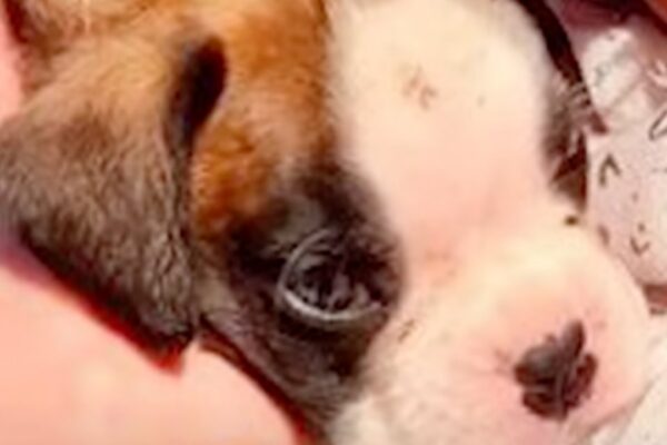 Couple Discovers Abandoned Puppy in a Crushed Cardboard Box While Taking Out Trash