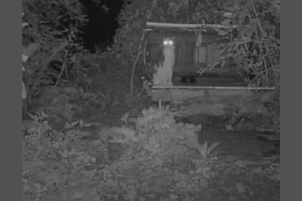 Pair Of Glowing Eyes On Security Camera Turns Out To Be A Missing Friend