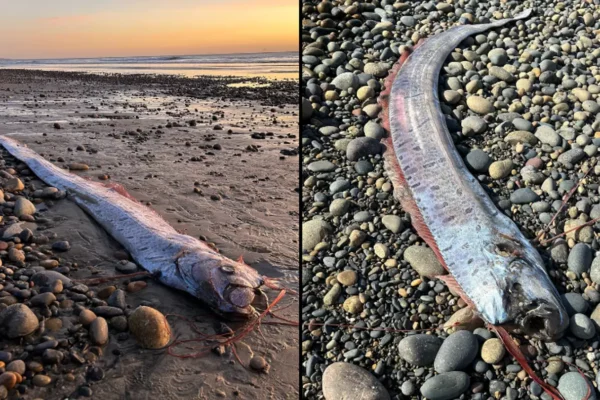 Worrying ‘harbinger of doom’ fish discovered washed up on beach that could be a bad sign for us all