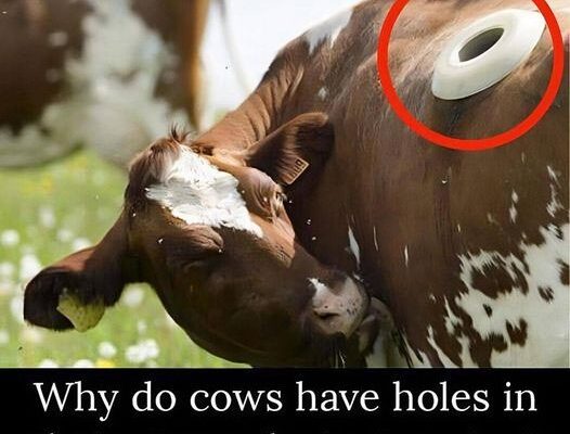 Unveiling the Mystery: The Surprising Truth Behind Cows’ Portholes!