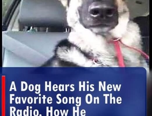 A Dog Hears His New Favorite Song on the Radio. How He Responds? You’ve Got to See This
