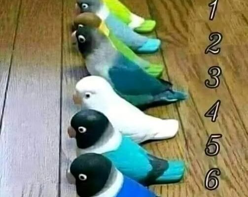 Can you spot the real bird hiding between the toys