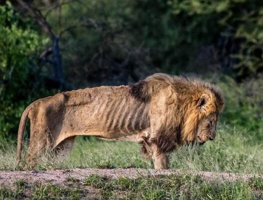 From Concrete to Freedom: Watch the Lion’s Priceless Reaction to Grass for the First Time