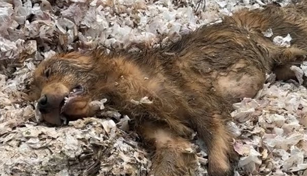The Abusive Owner Tormented Her Brutally and Then Left Her Like Trash
