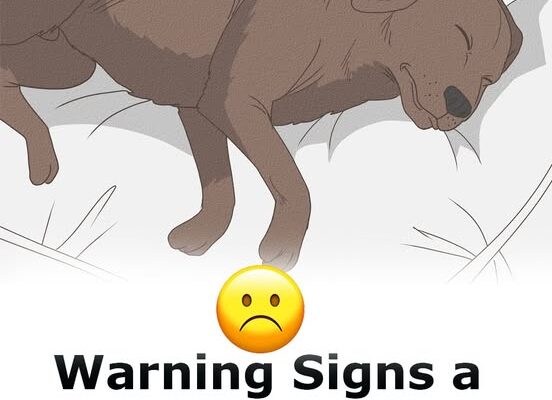 11 signs your dog is nearing the end