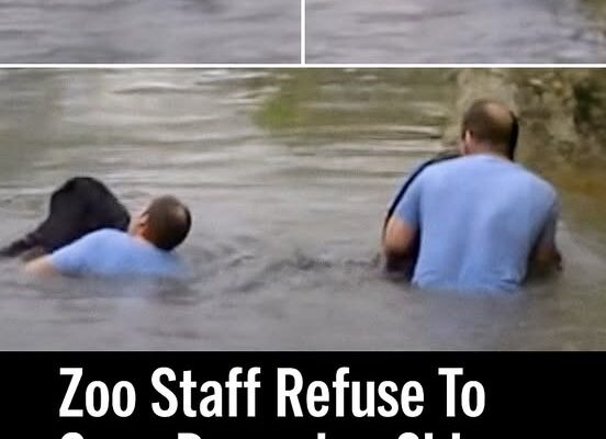 Zookeepers refuse to save drowning chimpanzee – then a truck driver breaks into his cage