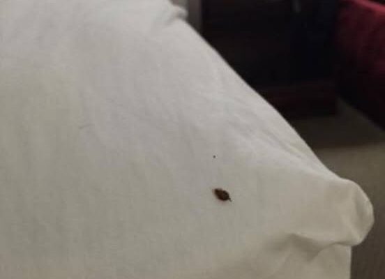 How to Identify Ticks in Your Home and Remove Them
