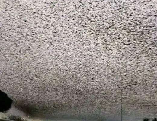 When birds darken the sky of Rome