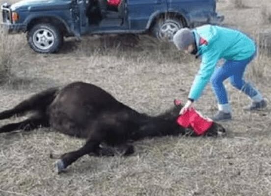Animal hero frees chained horse then receives thank you of a lifetime