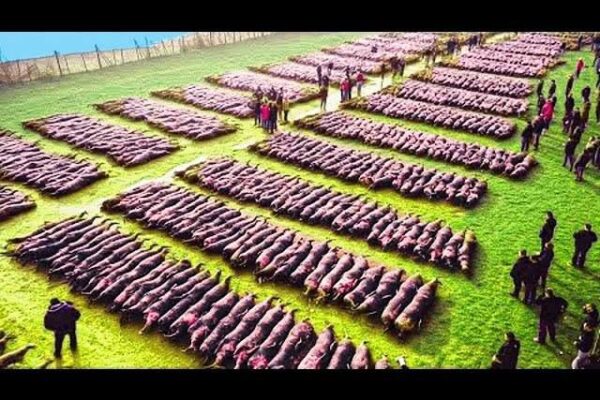 Drone Footage Reveals Astonishing Magnetic Field Herding Sheep on a Struggling Farm