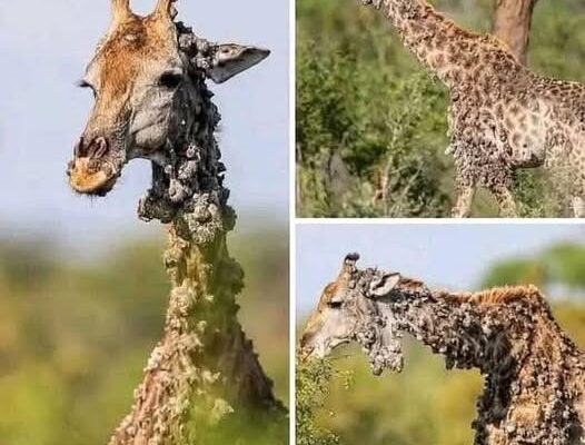 This Giraffe Left Photographer Speechless—Then the Sad Truth Was Revealed