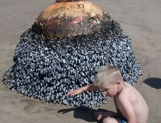 Dad Shares Innocent Photo Of His Son At Beach, Authorities Act Fast After Spotting Small Detail