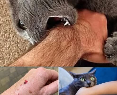 What It Really Means When a Cat Bites You