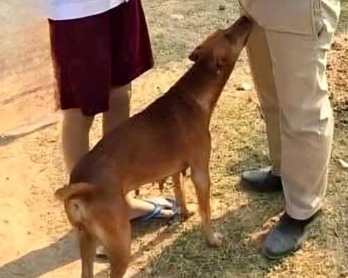 Smart DOG! IF your dog is sniffing your genital area, it means you have…Read More