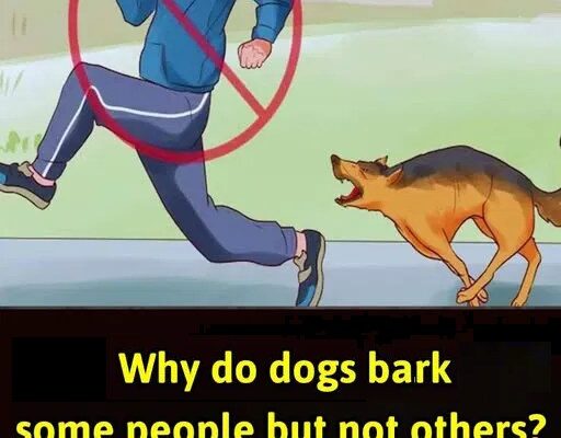 Why Does My Dog Bark at Some People but Not Others? Understanding Canine Behavior