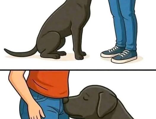 If your dog is sniffing your genital area, here is what it means