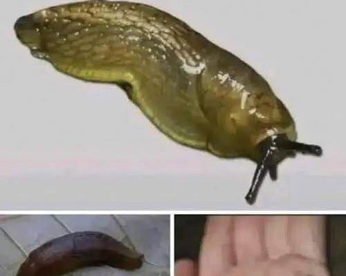 Slugs: The Surprisingly Important Creatures Beneath Our Feet