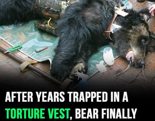 Bear Caesar is finally free after having spent years locked in a torture vest