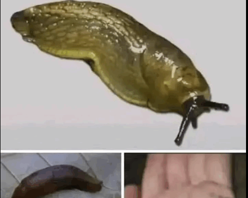 Slugs: The Surprisingly Important Creatures Beneath Our Feet