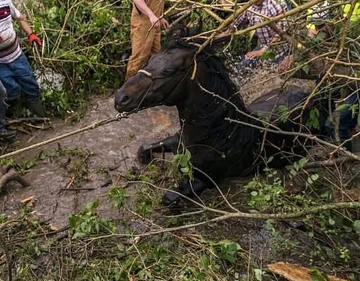 2 horses trapped in mud for several hours in Lebanon rescued by 40 people