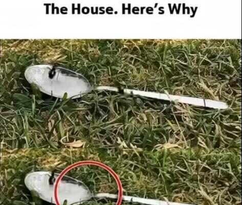 Why a Spoon of Sugar in Your Yard Could Change Everything