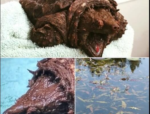 A woman walking her dog finds dinosaur-like creature in a lake – is shocked when she learns what it really is