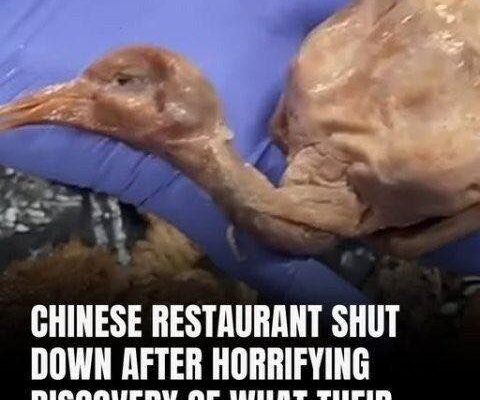 That is NOT a duck🤮