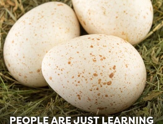People Are Only Just Realizing Why We Don’t Eat Turkey Eggs